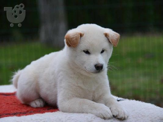 Κουτάβια Shiba Inu